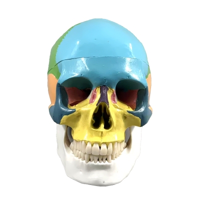 Цветная разборная модель человеческого черепа Corpo Cranium-4